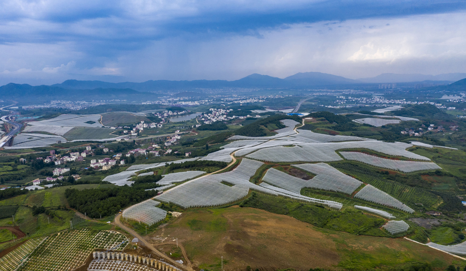 (昭通超越万亩苹果基地 新华社 图).jpg