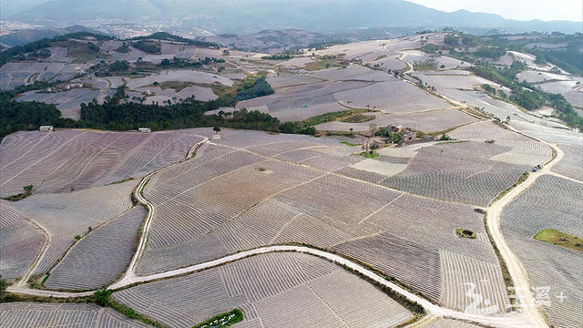 雨来救村大面积种植山地烤烟.jpg