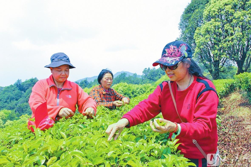 时下，峨山县云茶山庄2000多亩生态茶园里，茶树吐露新芽，碧绿葱翠，一派勃勃生机的景象，前来观光的游客与采茶工人穿梭于茶园采摘嫩绿的鲜芽，一捻一摘之间，扑面而来的茶香已收入茶篓中。 记者 史桦 摄