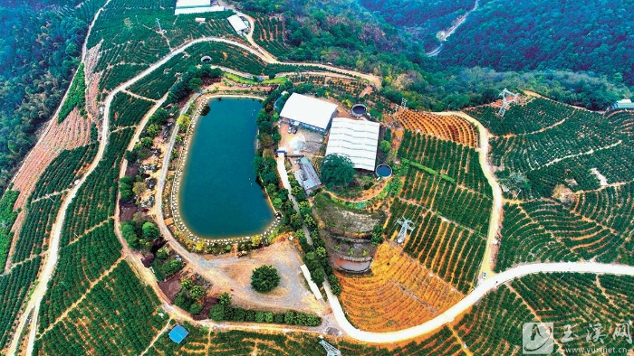 水塘镇蜈蚣山的连片柑橘种植基地。