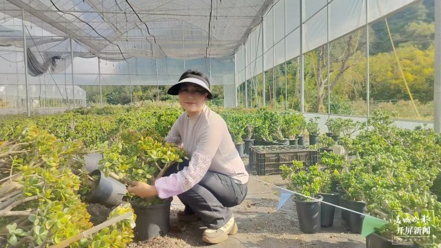 贾鹅在基地管护多肉植物1。.jpg