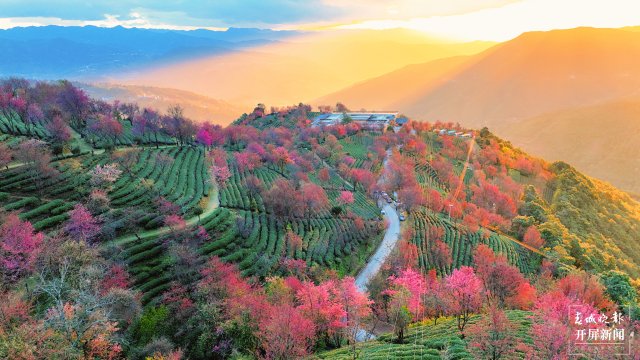 樱花开啦！快来南涧无量山看花 （通讯员 董孟良 摄）