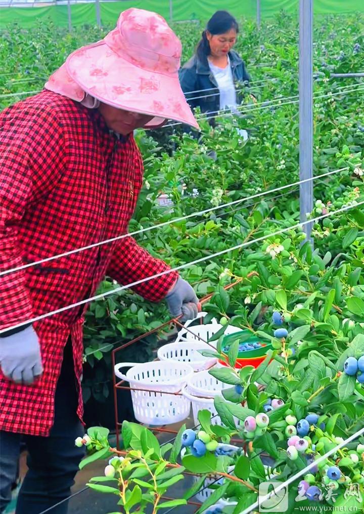 在万海社区农业种植基地，工人正在采摘蓝莓。