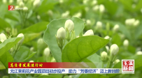 高质量发展进行时｜元江茉莉花产业园项目初步投产 助力“芳香经济”迈上新台阶