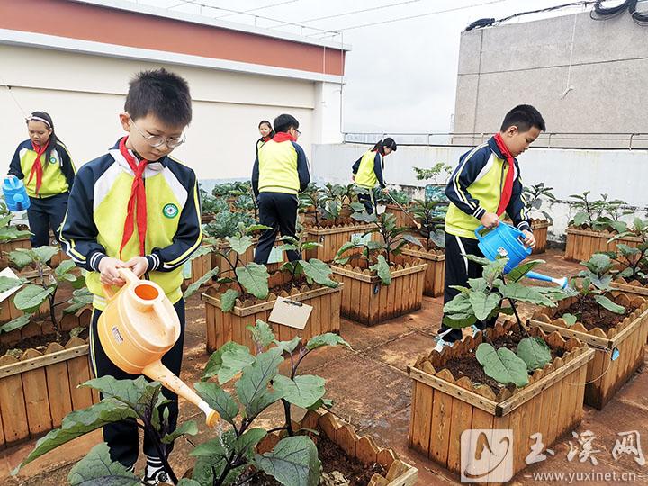 学生们在学校“空中农场”劳作。