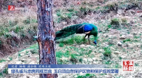 绿孔雀与赤麂同框觅食 玉白顶自然保护区物种保护成效显著